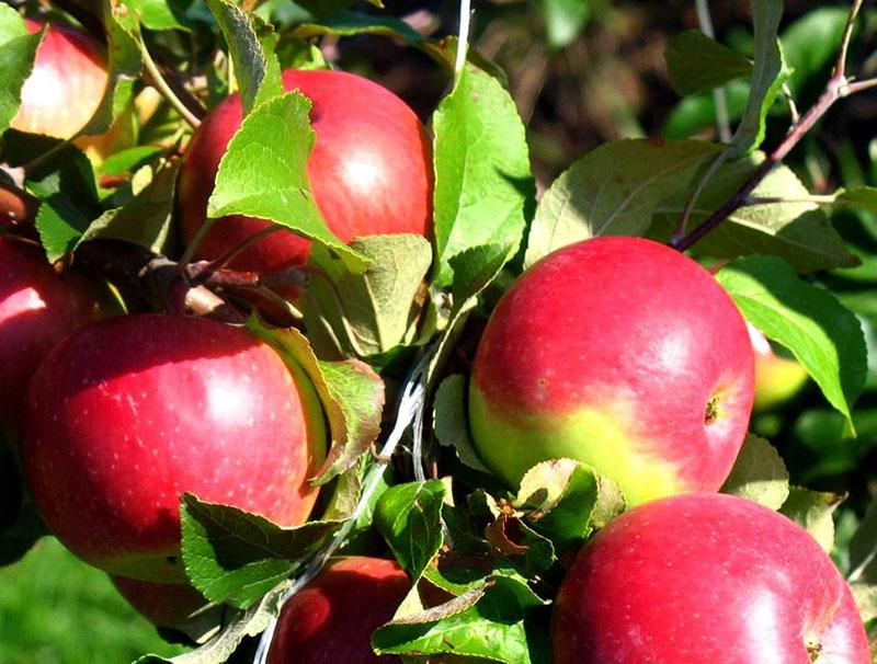 elige una variedad de manzanos