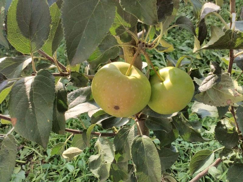 variété de pomme pour la sibérie