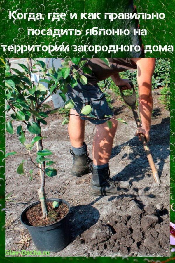 como plantar un manzano