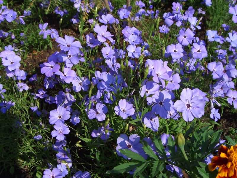 ange bleu viscaria