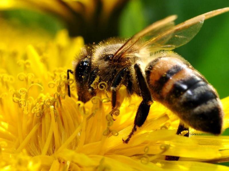 médicament pour les abeilles Apimax