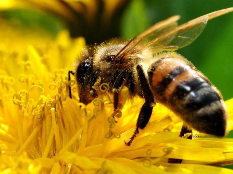 medicina para abejas Apimax