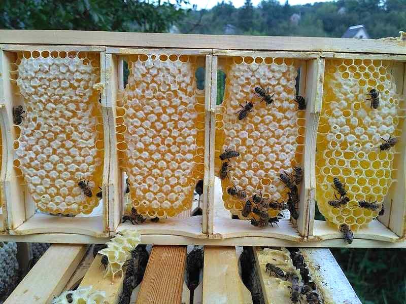 alimentando abejas en colmenas