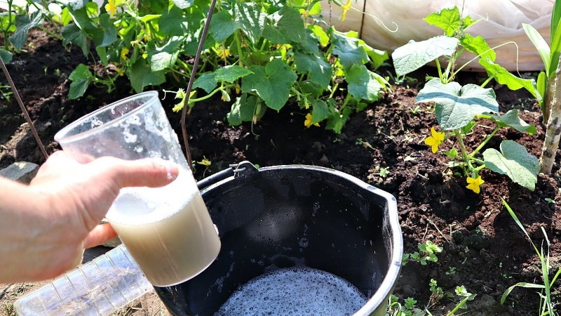 comment fertiliser les concombres avec du lactosérum