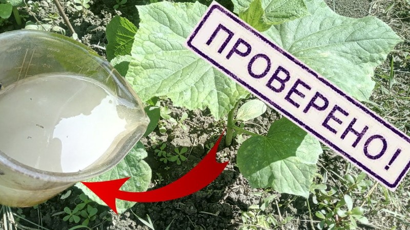 arroser les concombres avec du lactosérum