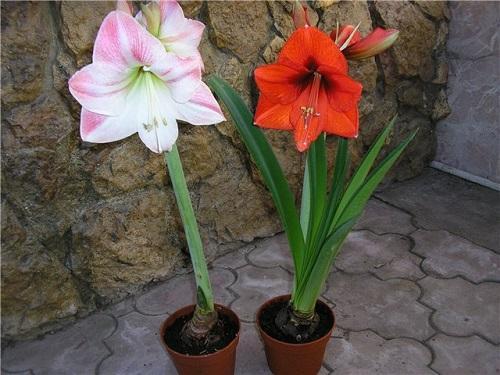 hippeastrum en fleurs
