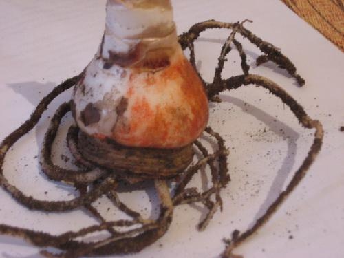 bulbe d'hippeastrum
