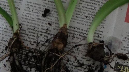 bébés hippeastrum