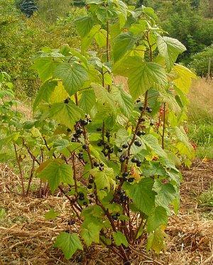 arbusto de grosella negra