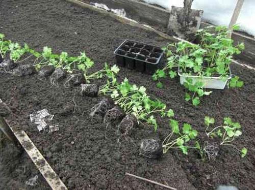 cuando plantar plántulas de perejil