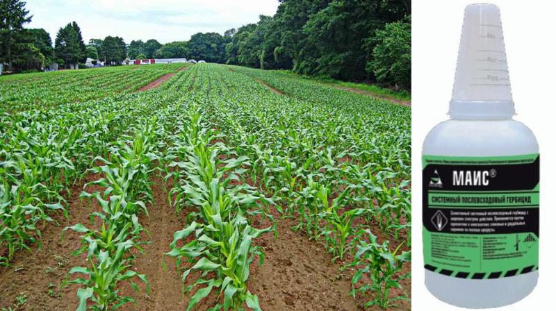 application d'herbicide pour le maïs