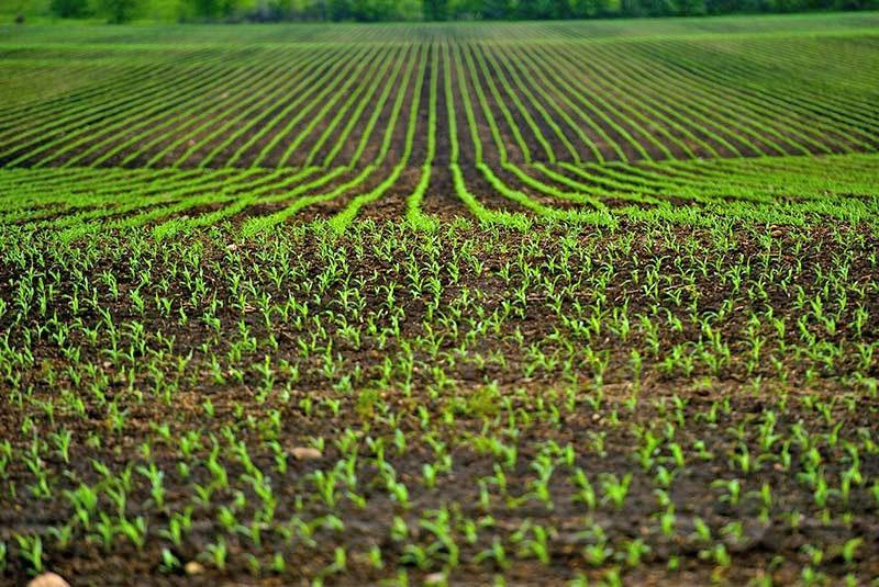 champ après traitement herbicide