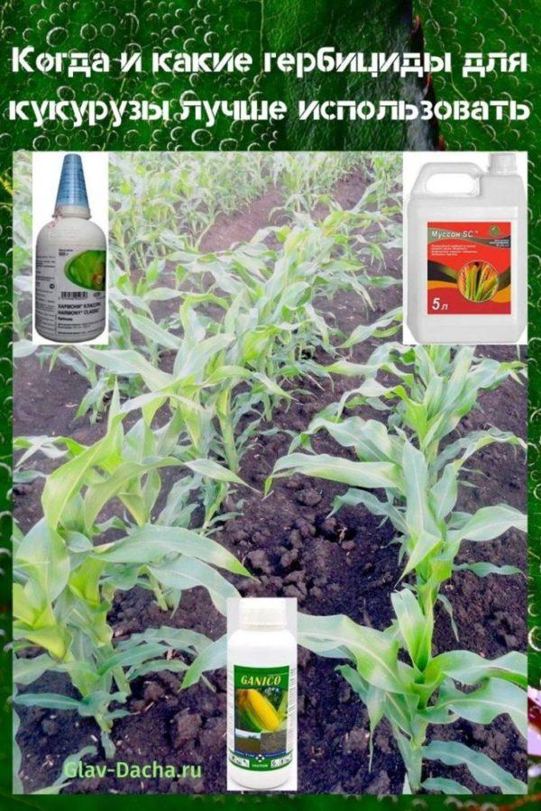 herbicides pour le maïs