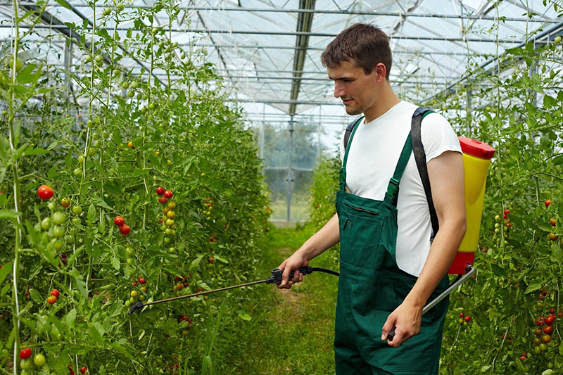 transformation des tomates en serre