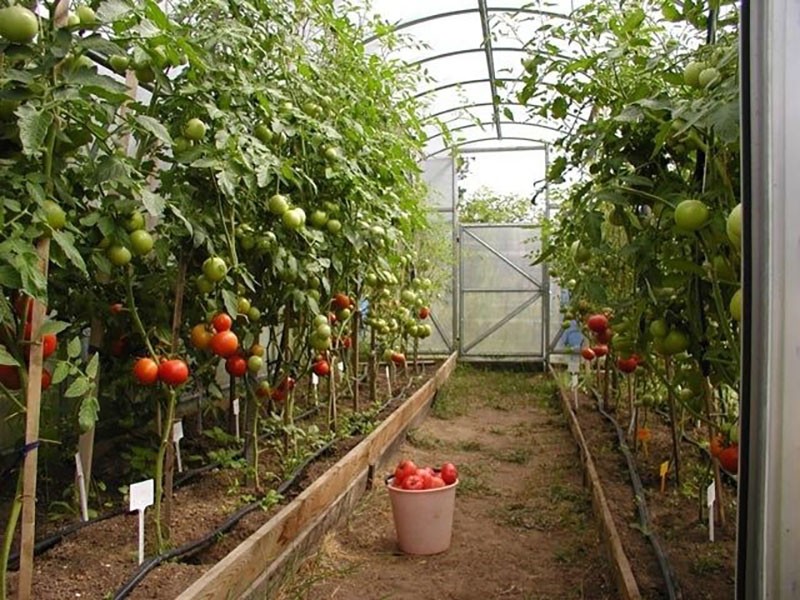 faire pousser des tomates en serre
