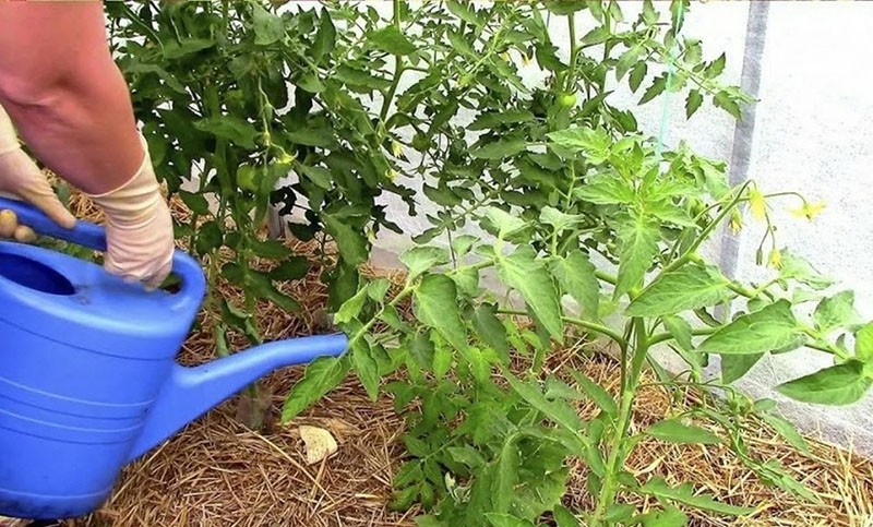 nourrir les tomates