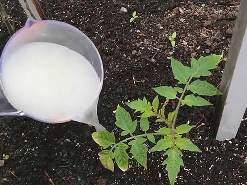 nourrir les tomates après le fondant