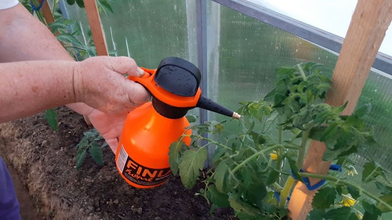 fertilizante para tomates en invernadero durante el período de floración