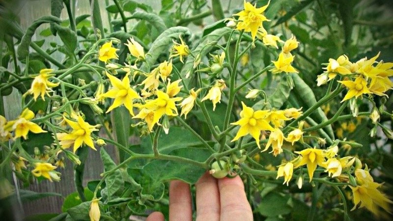 floraison abondante de tomates en serre