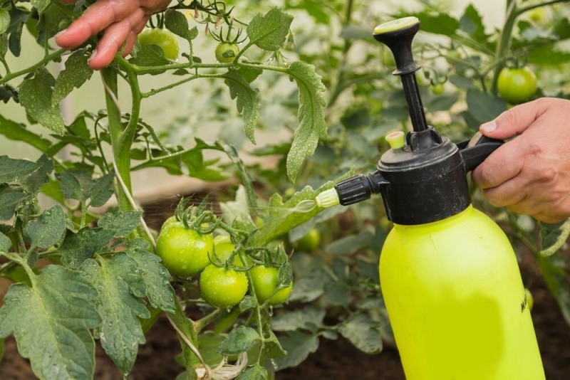 engrais pour tomates en serre pendant la fructification