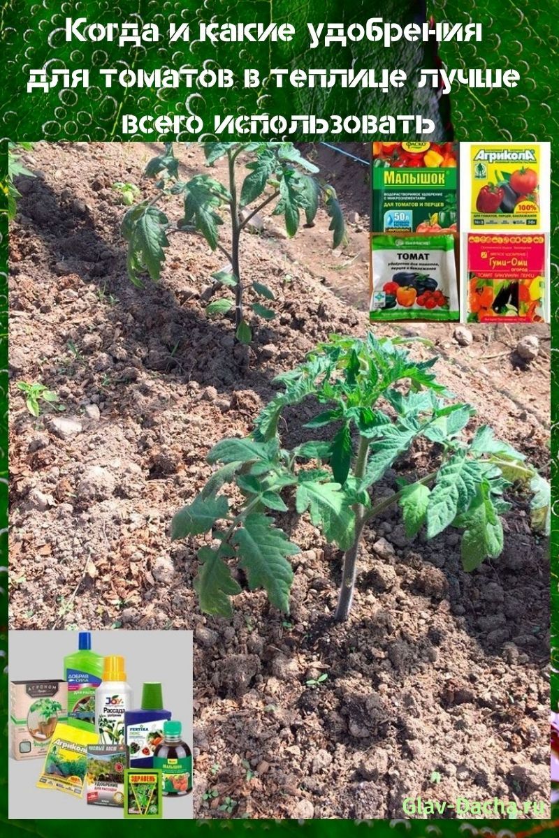 engrais pour tomates en serre