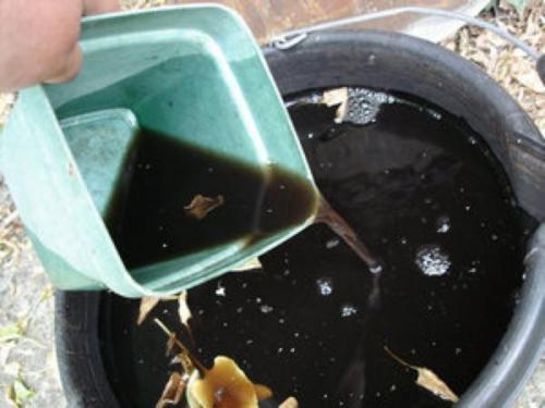 Le lisier vert est une excellente vinaigrette pour les pommes de terre