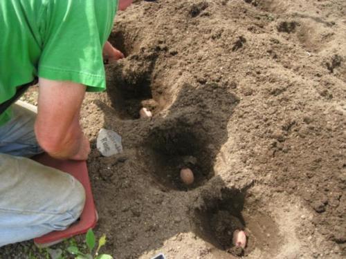 Planter des pommes de terre dans un sol sablonneux