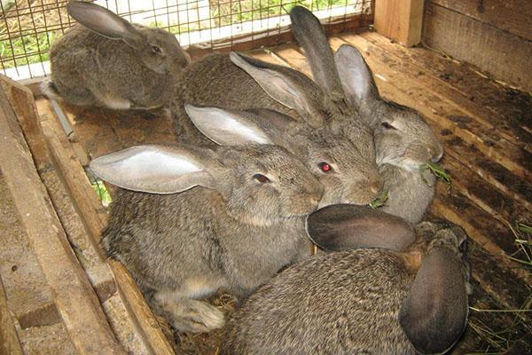 Les lapins sont vaccinés à 45 jours