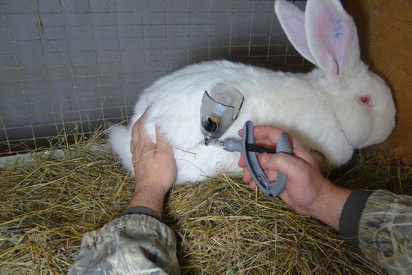 Vaccination avec un injecteur