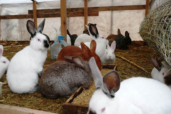 Lapins en bonne santé