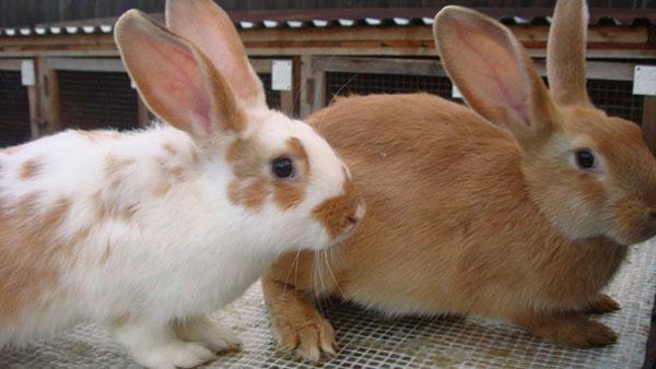 Une vaccination en temps opportun permettra d'économiser le nombre de lapins