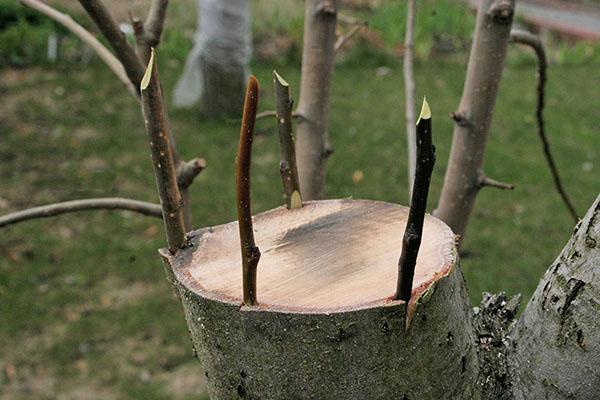 injerto de árbol frutal