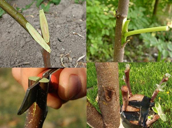 greffer un arbre en avril