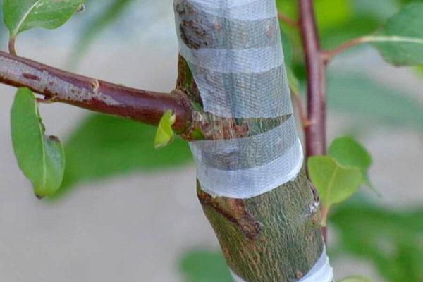 greffage d'arbres d'été