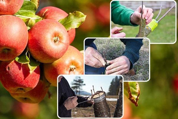 quel est le meilleur moment pour planter des arbres fruitiers