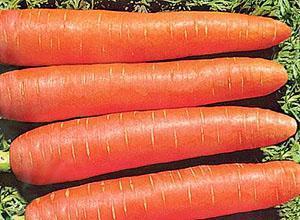 Zanahorias acortadas de Altai