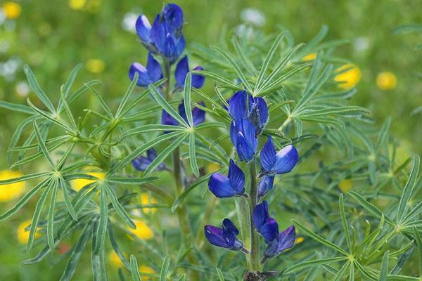 lupin annuel comme engrais vert