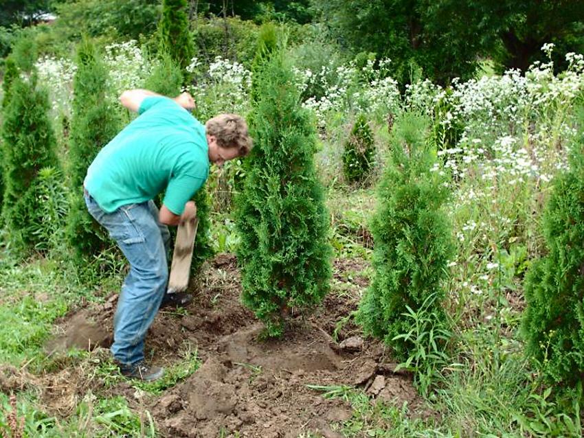 pourquoi transplanter des conifères