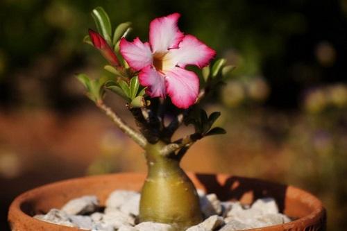 adenium floreciente