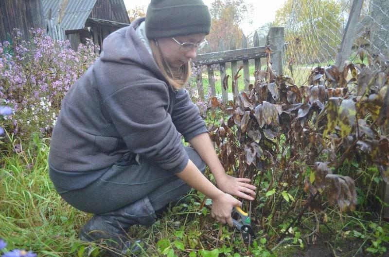 nous réalisons la taille des pivoines