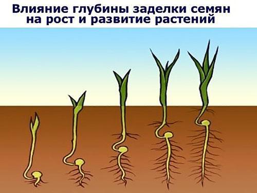 influencia de la profundidad de siembra de las semillas de rábano
