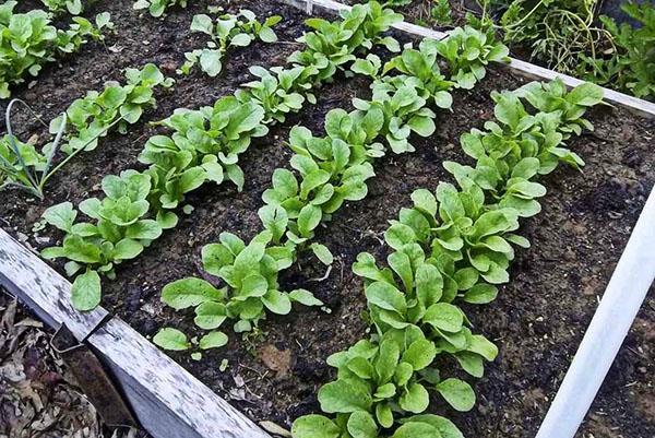 radis de jardin en plein champ