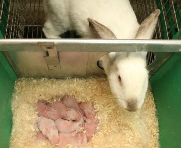 Lapins nouveau-nés
