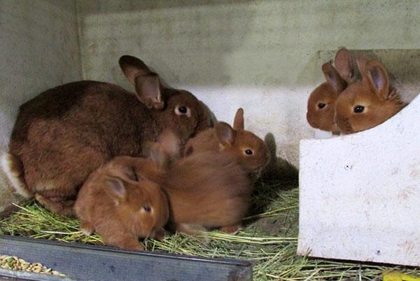 Lapins rouges mensuels de Nouvelle-Zélande