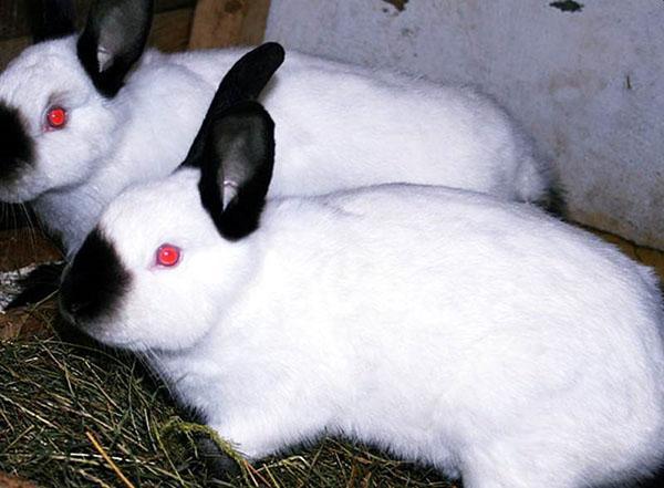 Lapins de race Californie