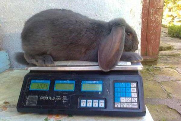 Poids du lapin de race bélier français en 2 mois