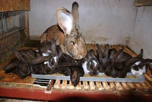 Tous les lapins ont le même poids et la même taille.