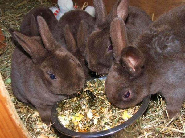Lorsque les lapins mangent toute la nourriture par eux-mêmes, ils sont retirés.