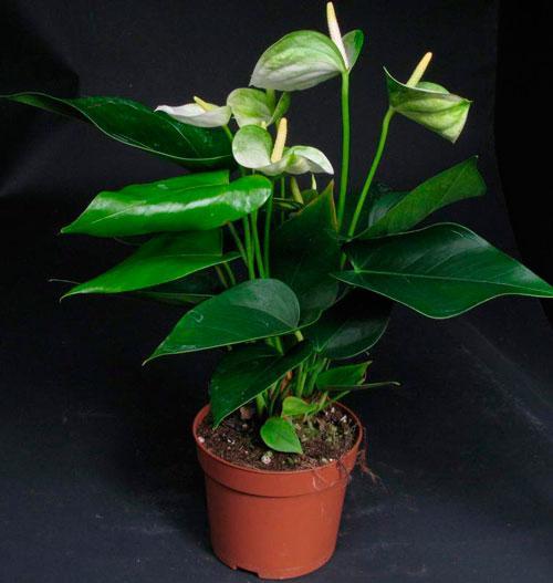 anthurium acheté