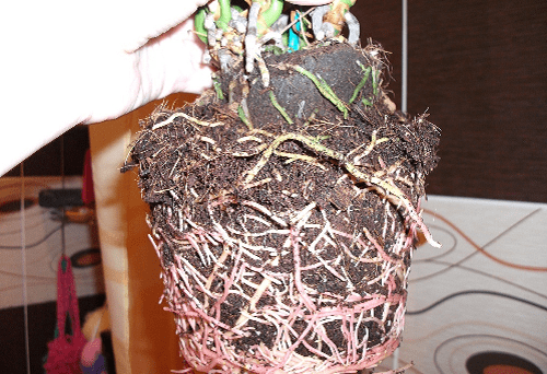 raíces de anthurium